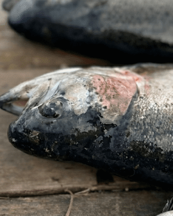 Fishnote Tasty Blink Pakke   Stk      Gratis